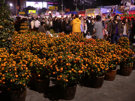Small orange trees on sale
