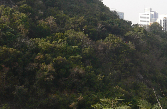 Yes, it’s really Hong Kong!