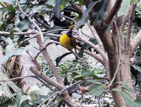 Bird tree Hong aviary HK