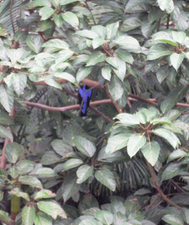 Blue Bird Hong Kong aviary