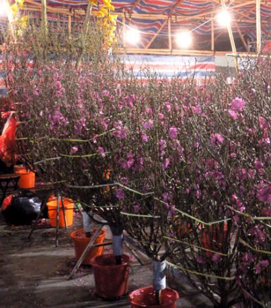 CNY PeachBlossoms2