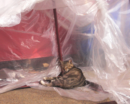 Chinese New Year cat HK