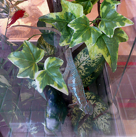Hong Kong pet store HK CWB
