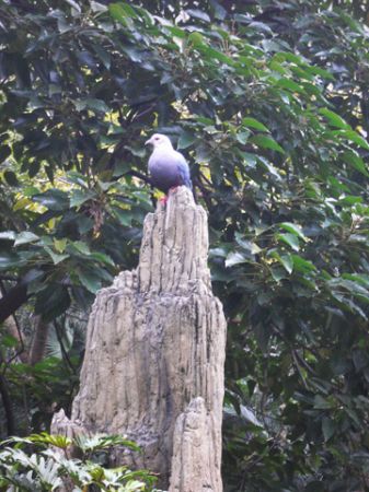 bird Hong Kong Park aviary