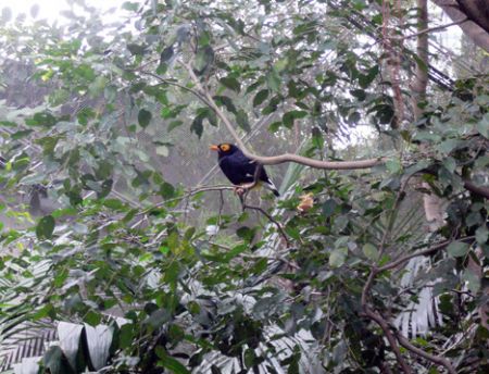 bird Hong Kong aviary