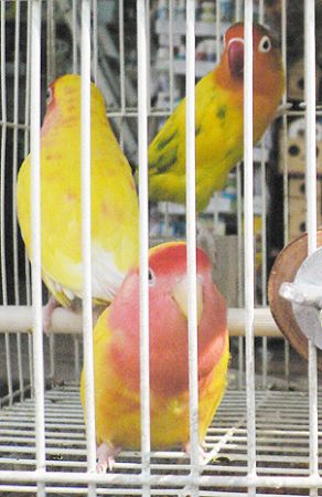 bird market Hong Kong HK