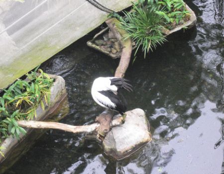 water fowl aviary Hong Kong