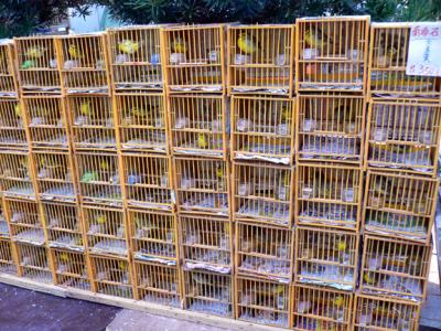 A high-rise display of birds