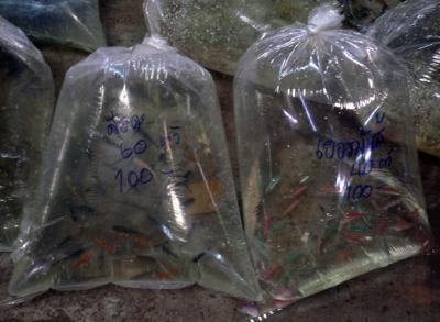 Exotic fish on sale at Chatuchak weekend market