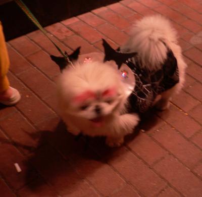 Dog in full costume